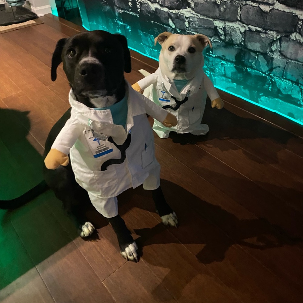 Dog doctor costume